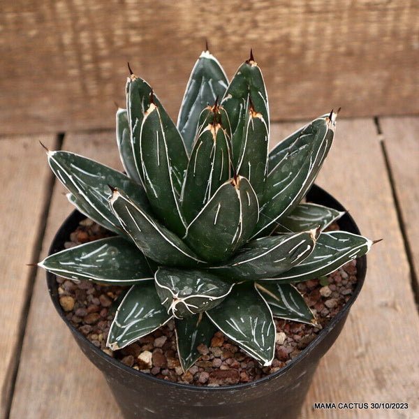 AGAVE REGINAE VICTORIAE