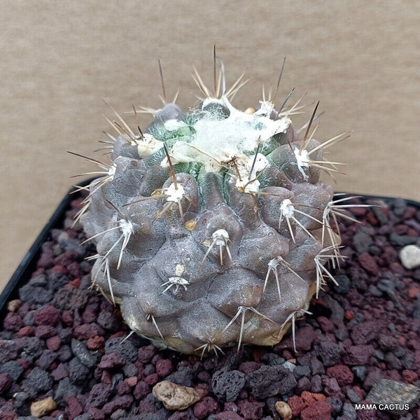 COPIAPOA HUMILIS