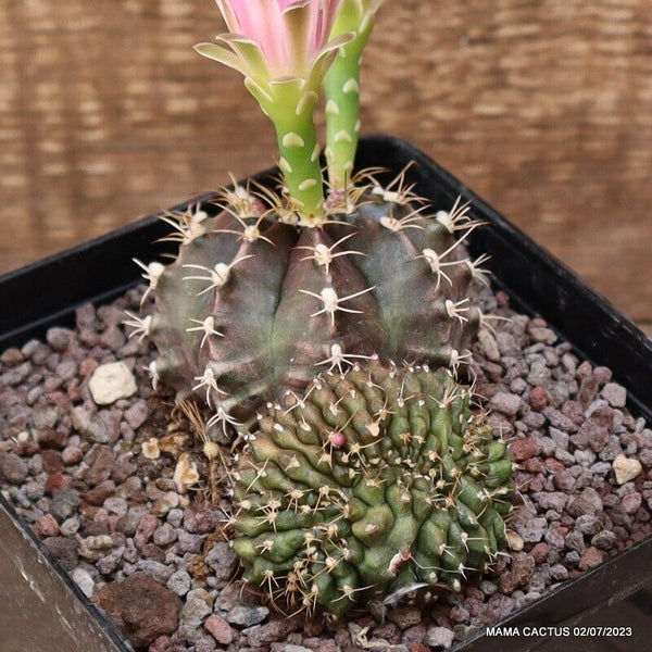 GYMNOCALYCIUM MIHANOVICHII CRESTED