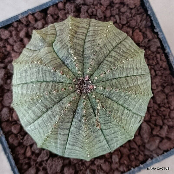 EUPHORBIA OBESA SYMMETRICA