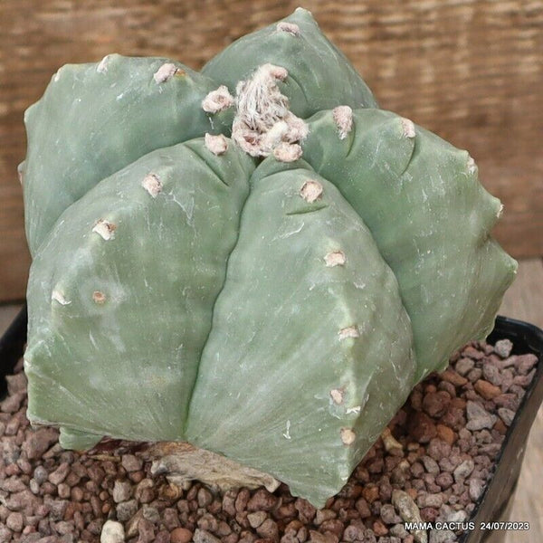 ASTROPHYTUM MYRIOSTIGMA KIKKO NUDUM