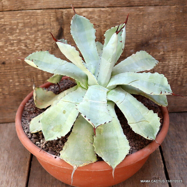 AGAVE POTATORUM VARIEGATED