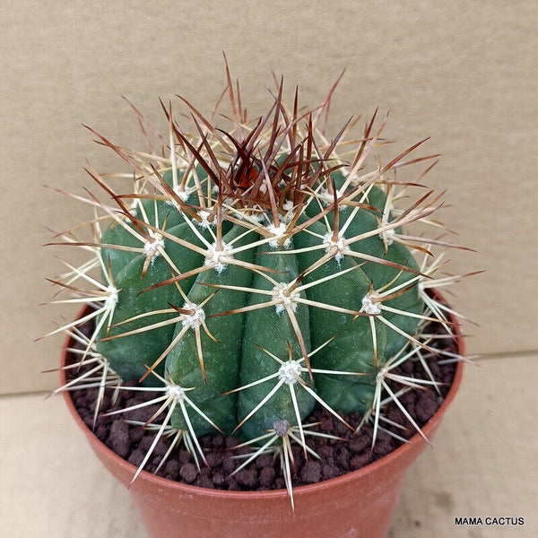 MELOCACTUS DIAMANTINUS