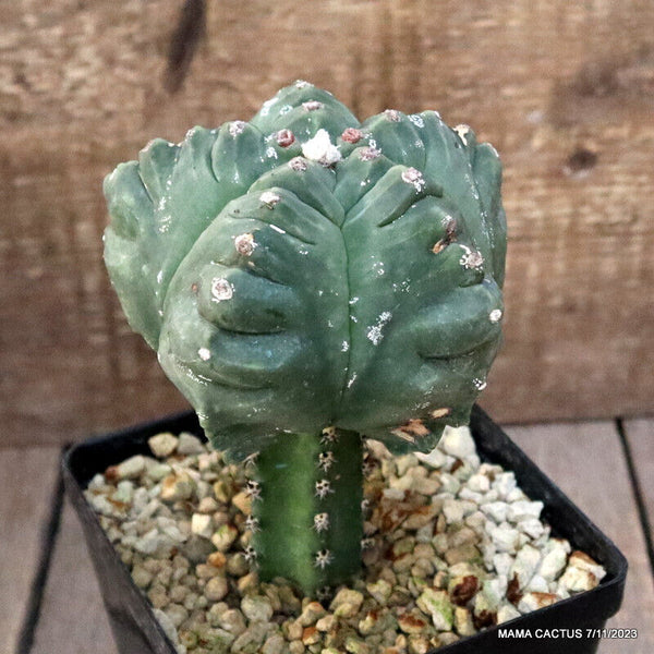 ASTROPHYTUM MYRIOSTIGMA KIKKO GRAFTED