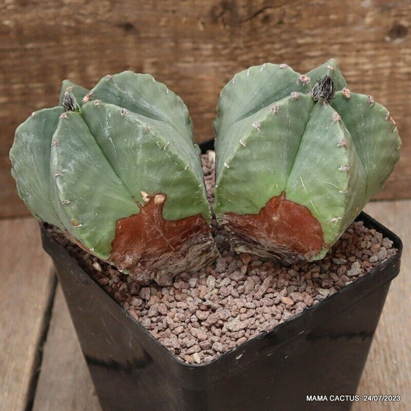 ASTROPHYTUM MYRIOSTIGMA DICHOTOMIC