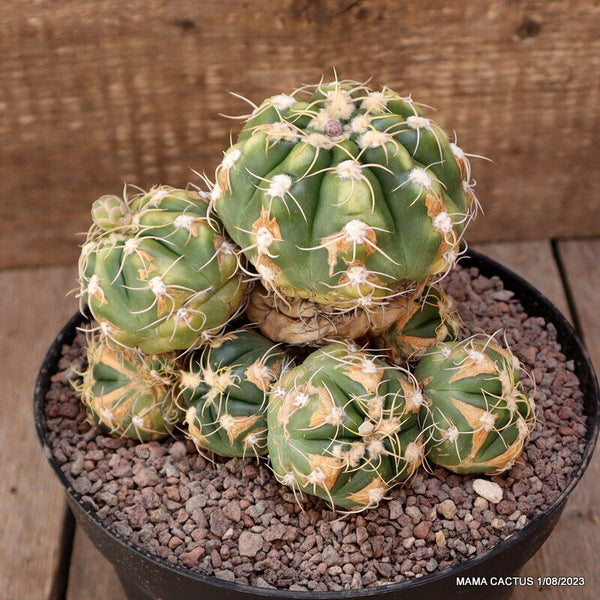 GYMNOCALYCIUM DENUDATUM V. JAM SUCA