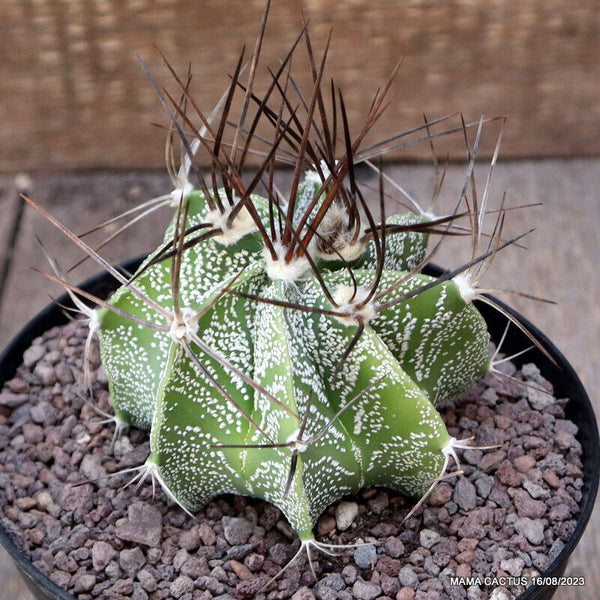ASTROPHYTUM ORNATUM
