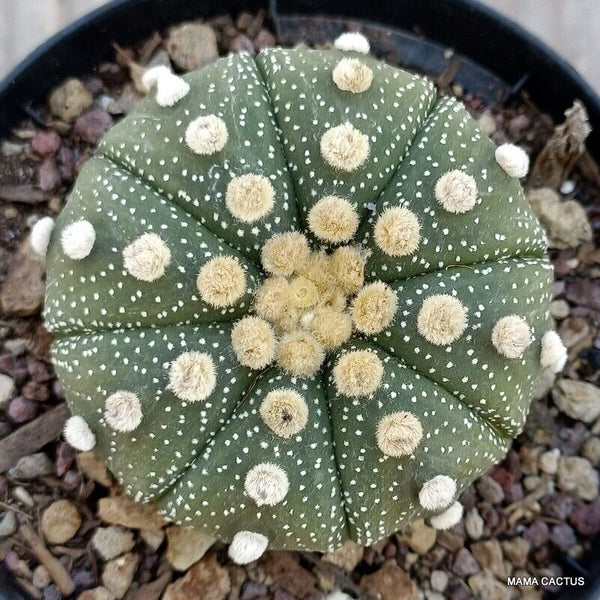 ASTROPHYTUM SUPER KABUTO
