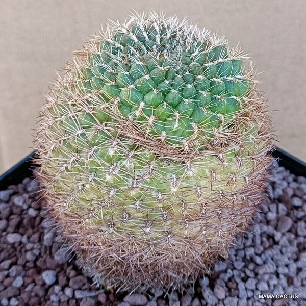 SULCOREBUTIA STEINBAICHII