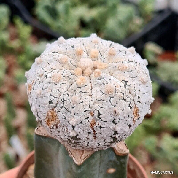 ASTROPHYTUM SUPER KABUTO V TYPE GRAFT