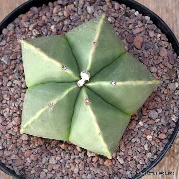 ASTROPHYTUM MYRIOSTIGMA NUDUM KIKKO