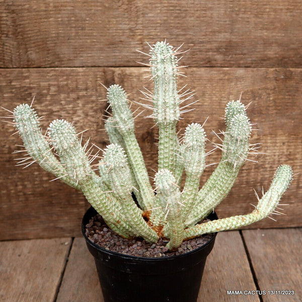 EUPHORBIA MAMMILLARIS VARIEGATED