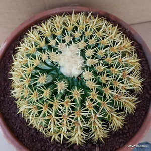 10 Graines Echinocactus Grusonii Brevispinus - Cactus « Coussin De Belle-mère » Sans épines, Facile D'entretien