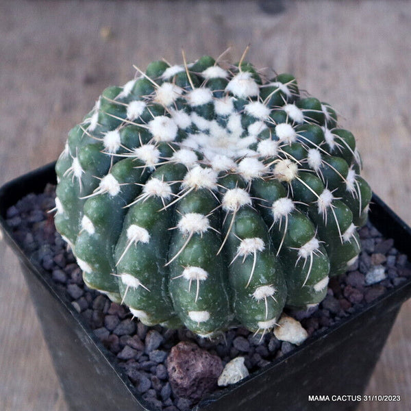 NOTOCACTUS UEBELMANNIANUS INERMIS