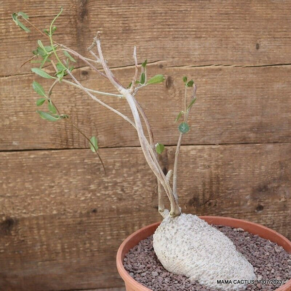 FOCKEA EDULIS VERY OLD