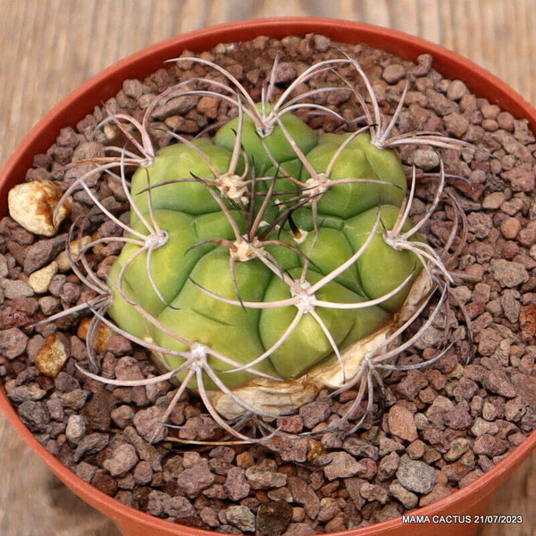GYMNOCALYCIUM ZEGARRAE
