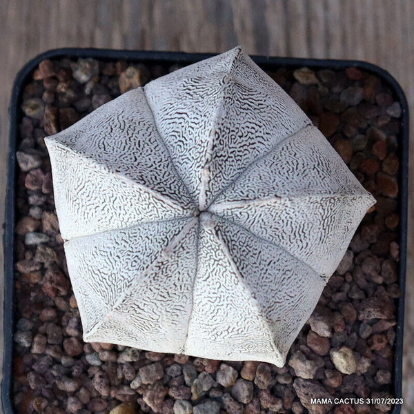 ASTROPHYTUM MYRIOSTIGMA ONZUKA