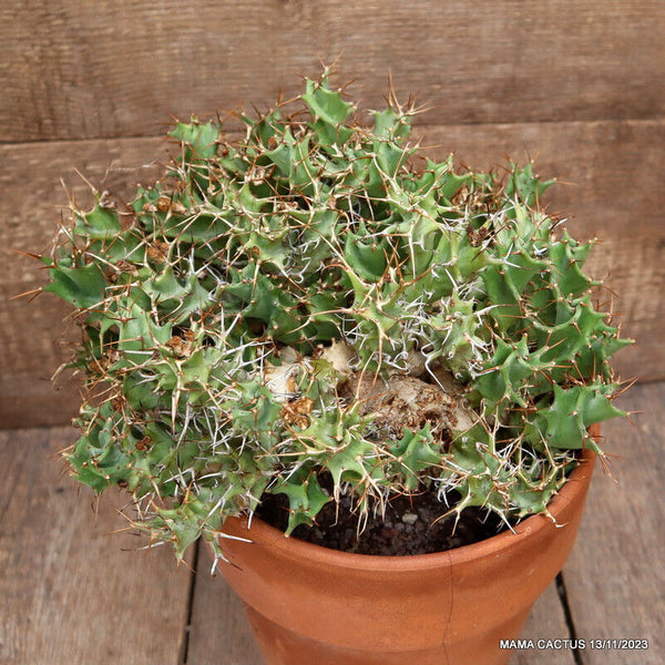 EUPHORBIA TORTIRAMA VERY OLD