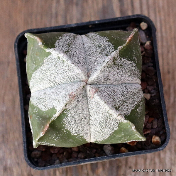ASTROPHYTUM MYRIOSTIGMA KIKKO