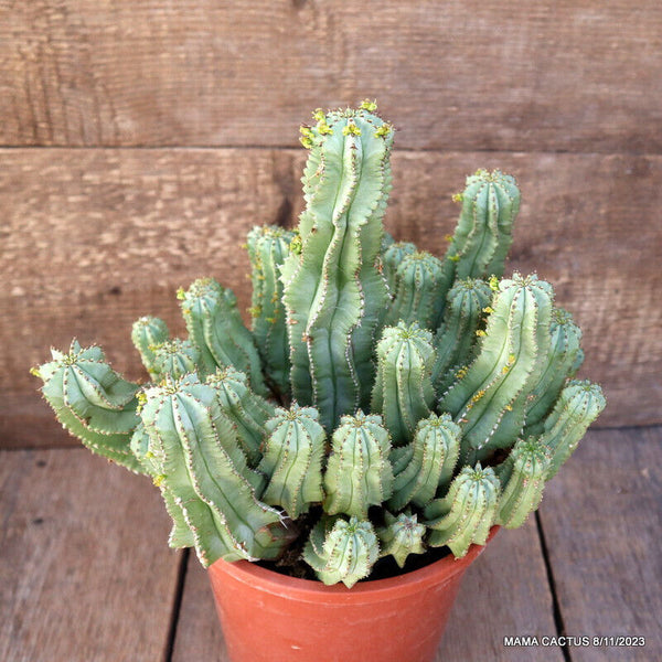 EUPHORBIA FRUTICOSA INERMIS
