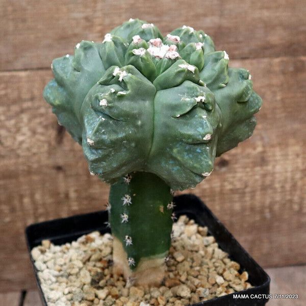 ASTROPHYTUM MYRIOSTIGMA KIKKO GRAFTED
