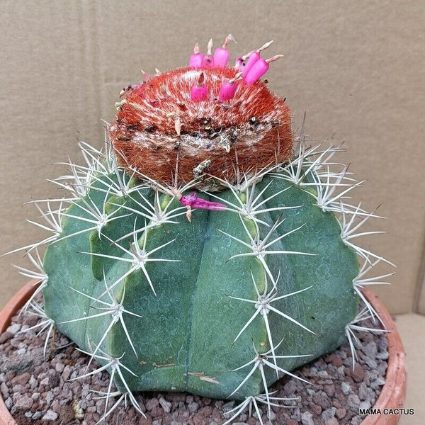 MELOCACTUS BAHIENSIS
