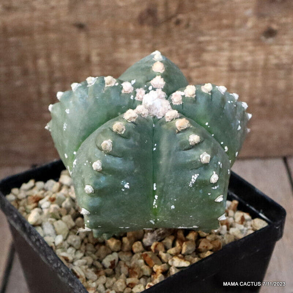 ASTROPHYTUM MYRIOSTIGMA KIKKO GRAFTED