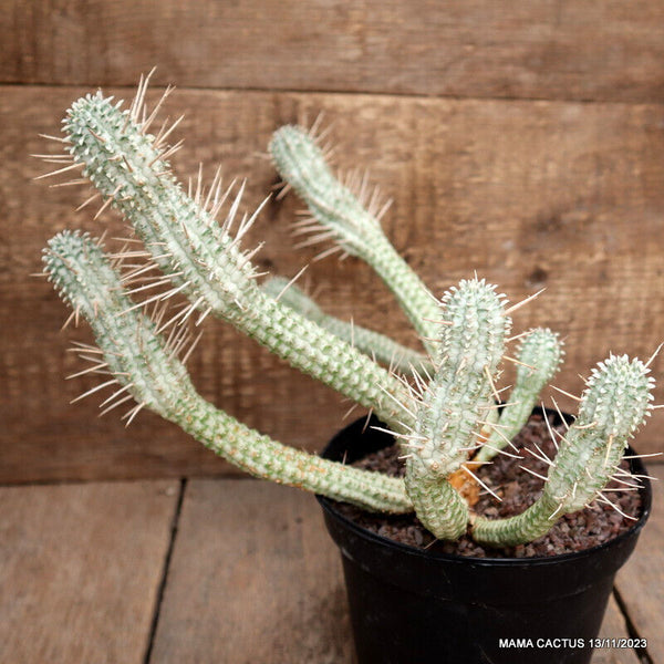 EUPHORBIA MAMMILLARIS VARIEGATED