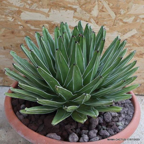 AGAVE REGINAE VICTORIAE OLD