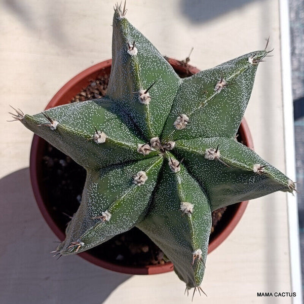 ASTROPHYTUM MYRIOSTIGMA X ORNATUM