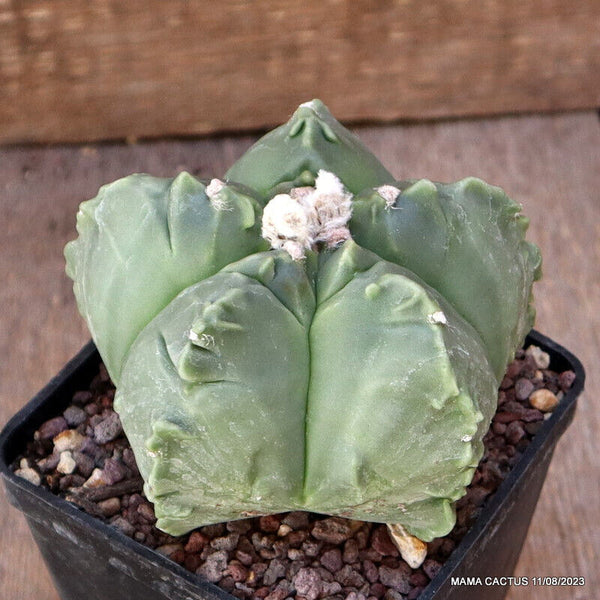 ASTROPHYTUM MYRIOSTIGMA FUKURYU KIKKO