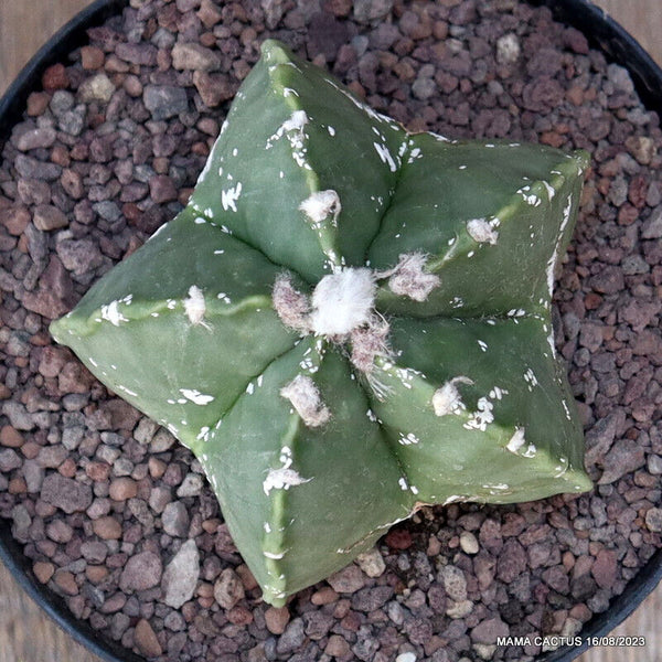 ASTROPHYTUM MYRIOSTIGMA KIKKO