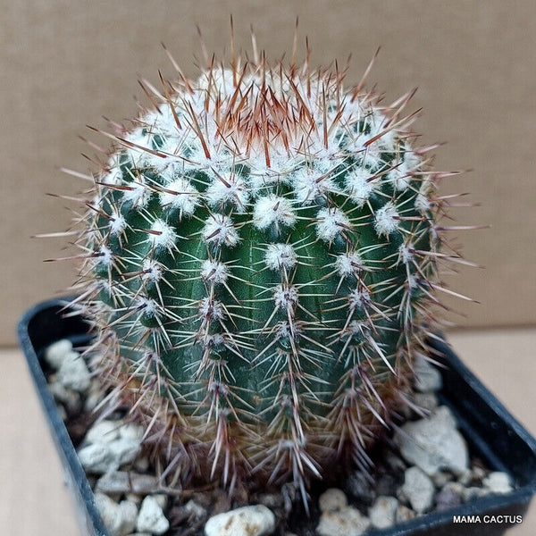 NOTOCACTUS ROSEOLUTEUS