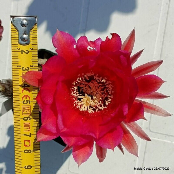 Flower  MaMa Cactus