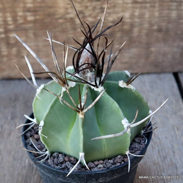 ASTROPHYTUM CRASSISPINUM NUDUM