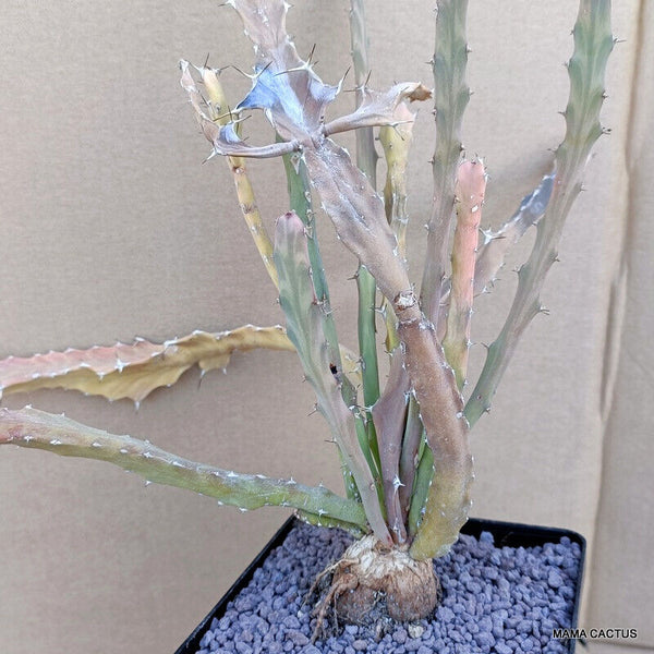 EUPHORBIA PSEUDOBURUANA