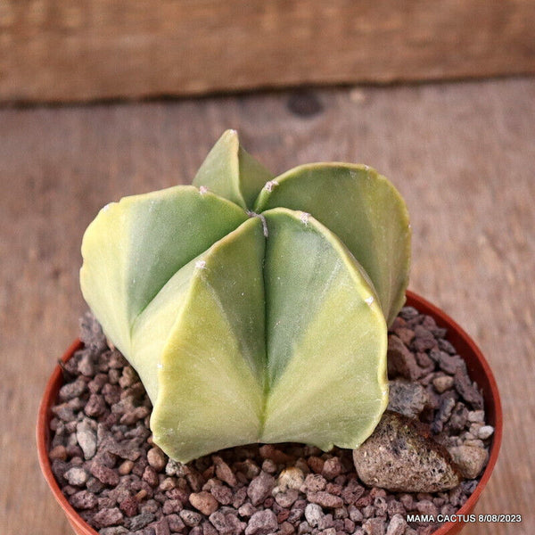 ASTROPHYTUM MYRIOSTIGMA NUDUM