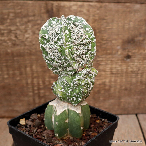ASTROPHYTUM MYRIOSTIGMA FUKURYU GRAFTED