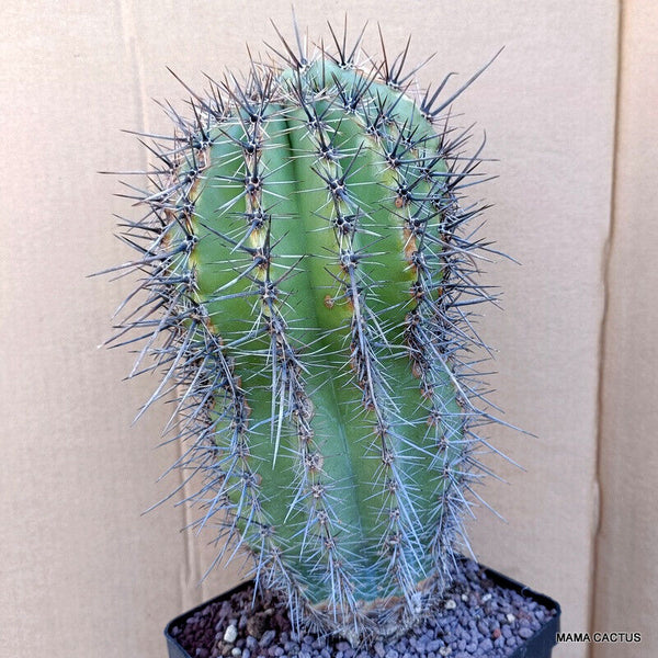 A7824 CARNEGIA GIGANTEA pot 14 cm H 28 cm W 13,5 cm MaMa Cactus