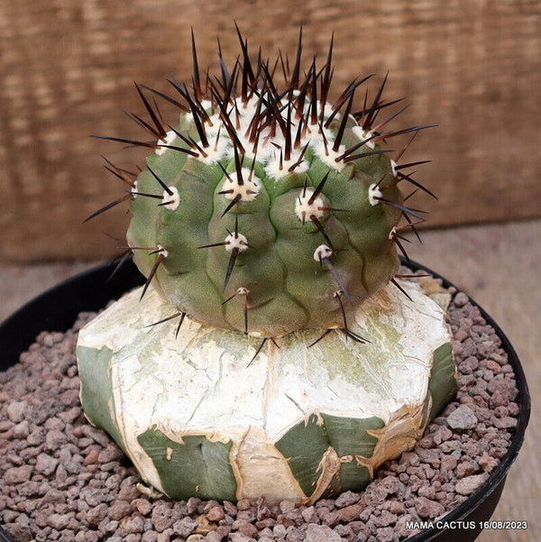 COPIAPOA CINEREA BLACK SPINES GRAFTED