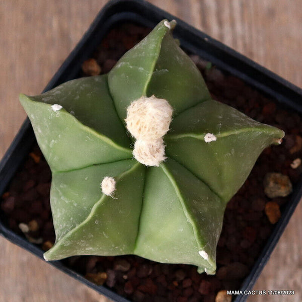 ASTROPHYTUM MYRIOSTIGMA