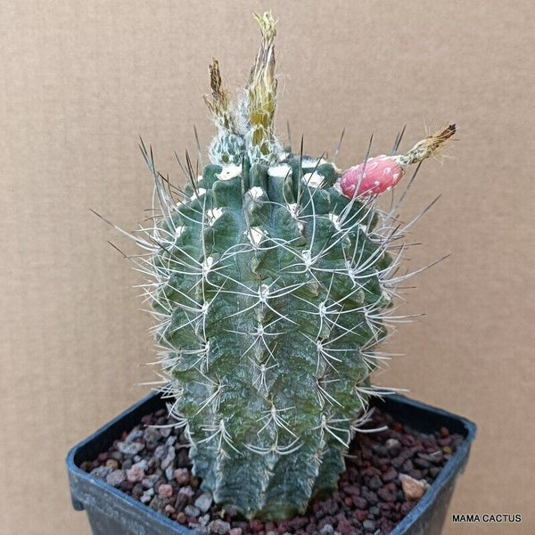 NEOPORTERIA OCCULTA