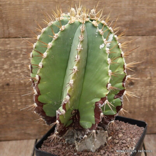 ASTROPHYTUM ORNATUM VERY OLD