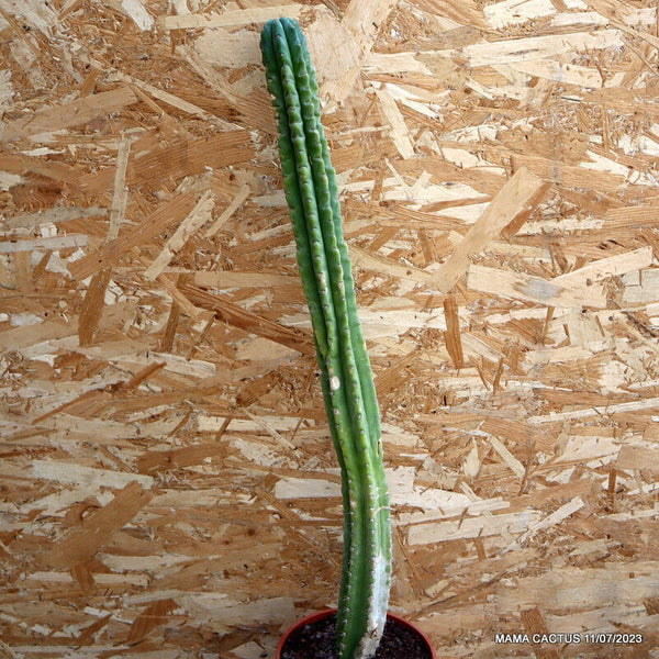 TRICHOCEREUS PASACANA