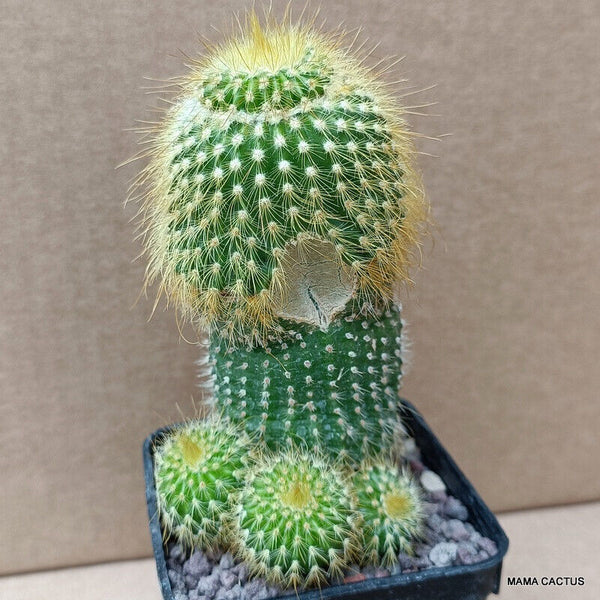 NOTOCACTUS LENINGHAUSII MONSTER
