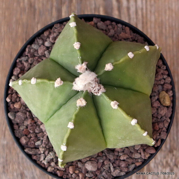 ASTROPHYTUM MYRIOSTIGMA NUDUM KIKKO