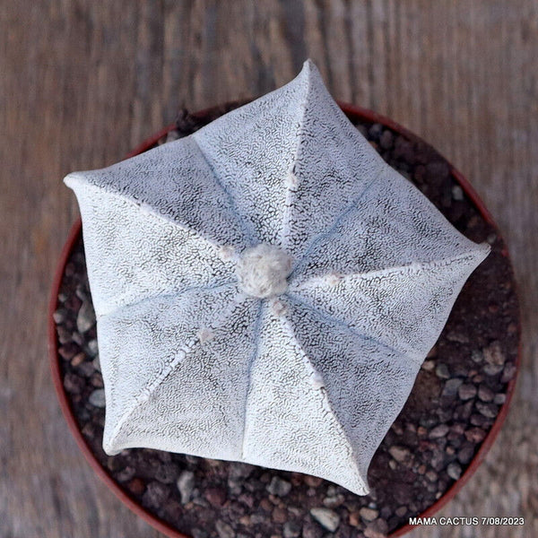 ASTROPHYTUM MYRIOSTIGMA ONZUKA