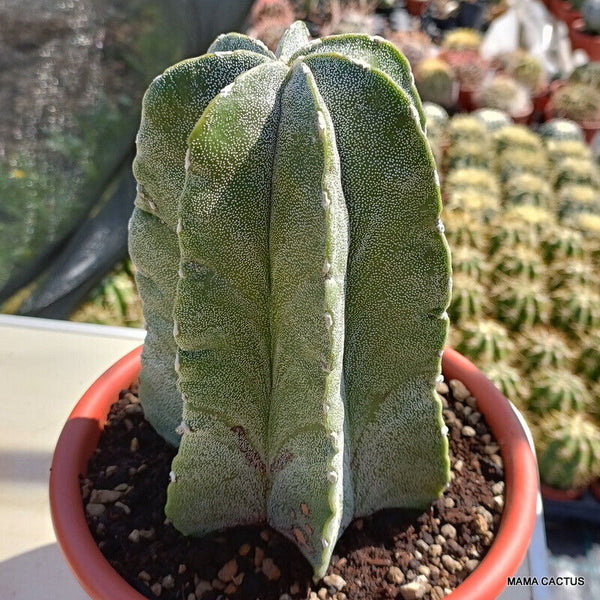 ASTROPHYTUM MYRIOSTIGMA PENTACOSTATUM