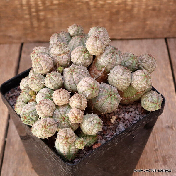 EUPHORBIA PSEUDOGLOBOSA RED