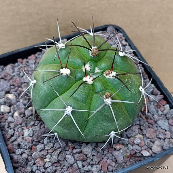 GYMNOCALYCIUM HOSSEII